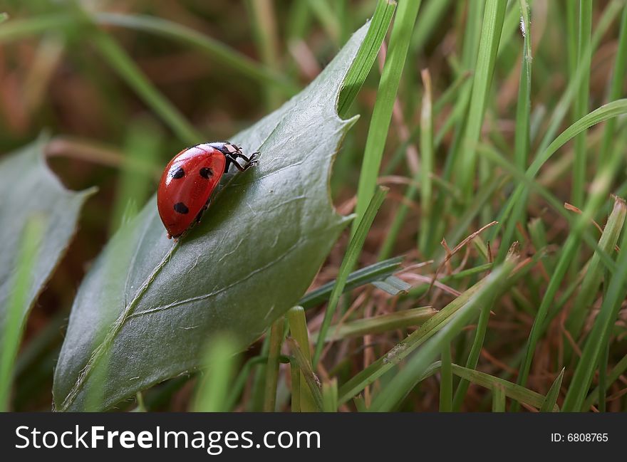 Ladybug sitting on a green grass
