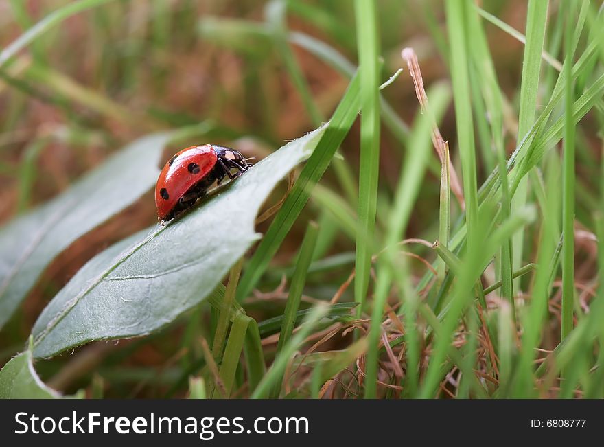 Ladybug sitting on a green grass