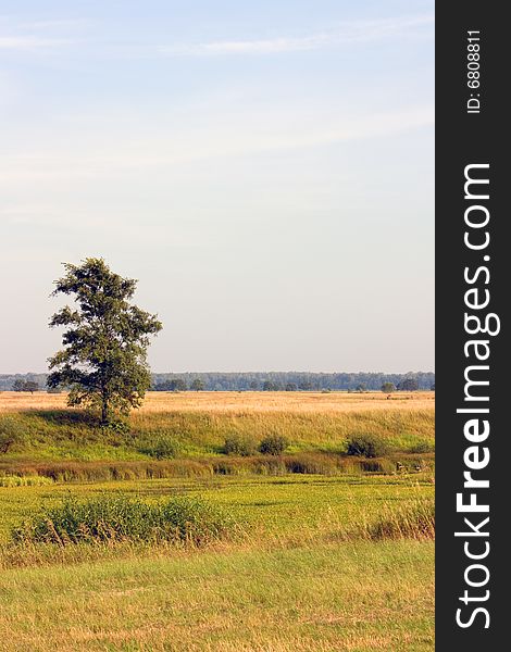 Lonely tree standing in a field