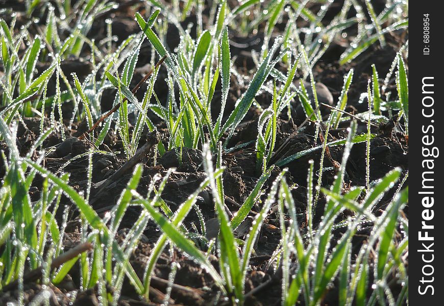 Wheat seedlings with dewdrops in morning sunlight