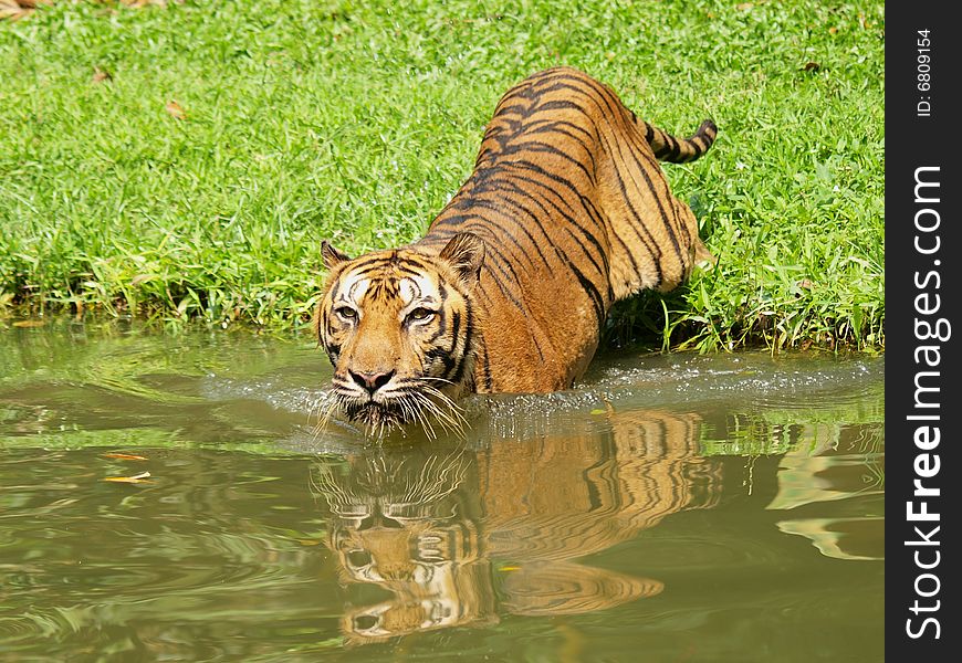 Tiger taking a early dip in the water. Tiger taking a early dip in the water.