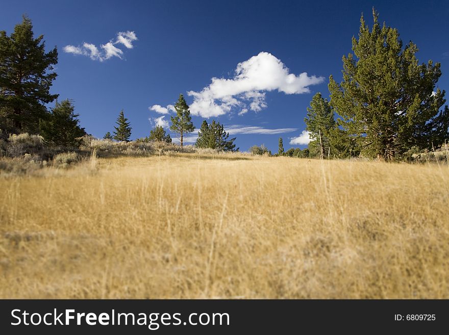 Open field with trees and blue sky behind. Open field with trees and blue sky behind.