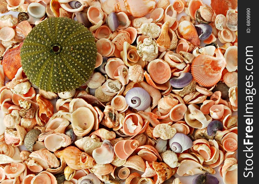 A sea urchin shell and different seashells. A sea urchin shell and different seashells