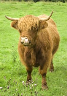 Scottish Highland Cow Royalty Free Stock Photos Scottish Highland Cow Royalty Free Stock Photos