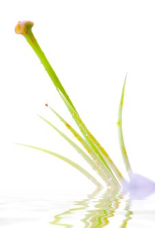 Lilly Flower Closeup Royalty Free Stock Images Lilly Flower Closeup Royalty Free Stock Images