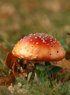 Autumn Scene: Toadstool Or Fly Agaric Mushroom Stock Photo Autumn Scene: Toadstool Or Fly Agaric Mushroom Stock Photo