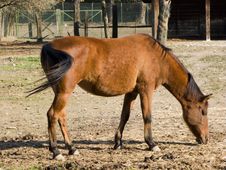 Adult Horse Stock Photo Adult Horse Stock Photo