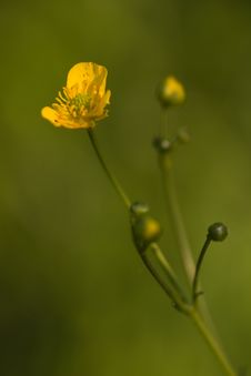 Buttercup Stock Images Buttercup Stock Images