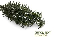Conifer Branch Stock Photos Conifer Branch Stock Photos