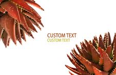 Red Succulent Plants Stock Photography Red Succulent Plants Stock Photography