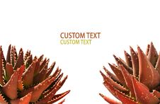 Two Succulent Plants Stock Photo Two Succulent Plants Stock Photo