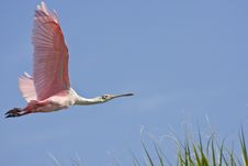 A Spoonbill Flying Over The Road Royalty Free Stock Image