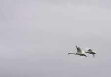 Swans Flying Royalty Free Stock Photography