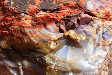 Petrified Wood Royalty Free Stock Image Petrified Wood Royalty Free Stock Image