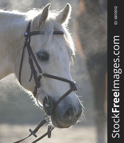 A horse watches his friends on a cold winter morning. A horse watches his friends on a cold winter morning