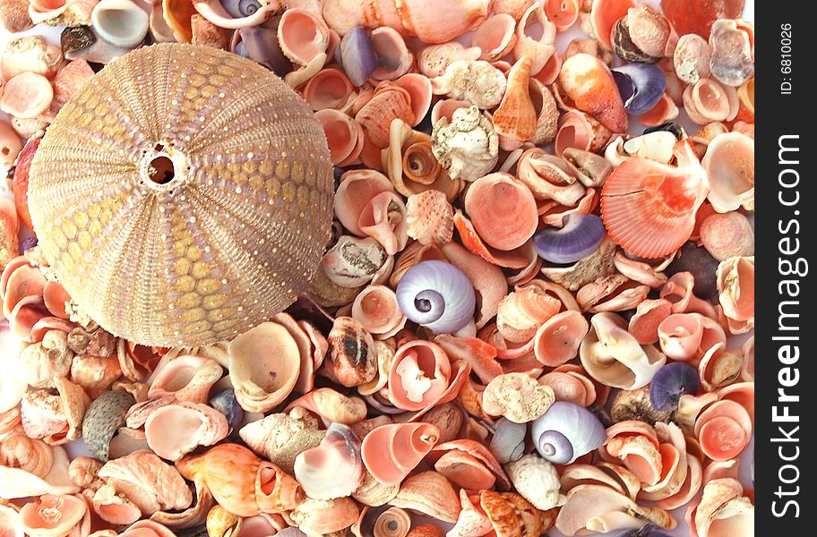 A sea urchin shell and different seashells. A sea urchin shell and different seashells