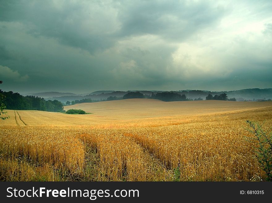 Field under corn in cloudy weather