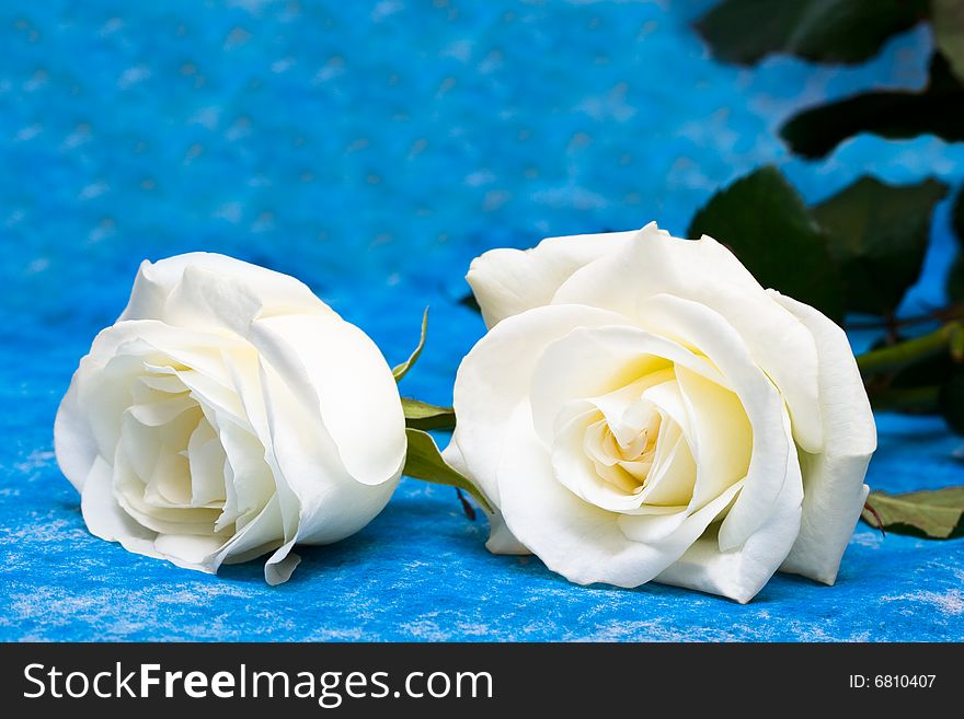 White roses over blue background