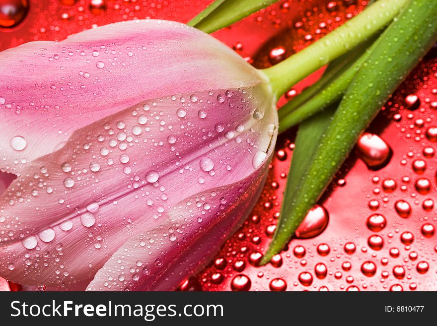 Pink tulip with water droplets