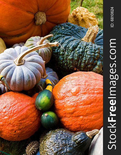 Photography of the decorative pumpkins