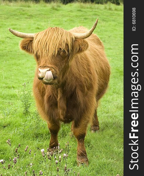 Scottish highland cow in a field. The animal is staring at the viewer whilst licking its nose. Symbol of Scotland.