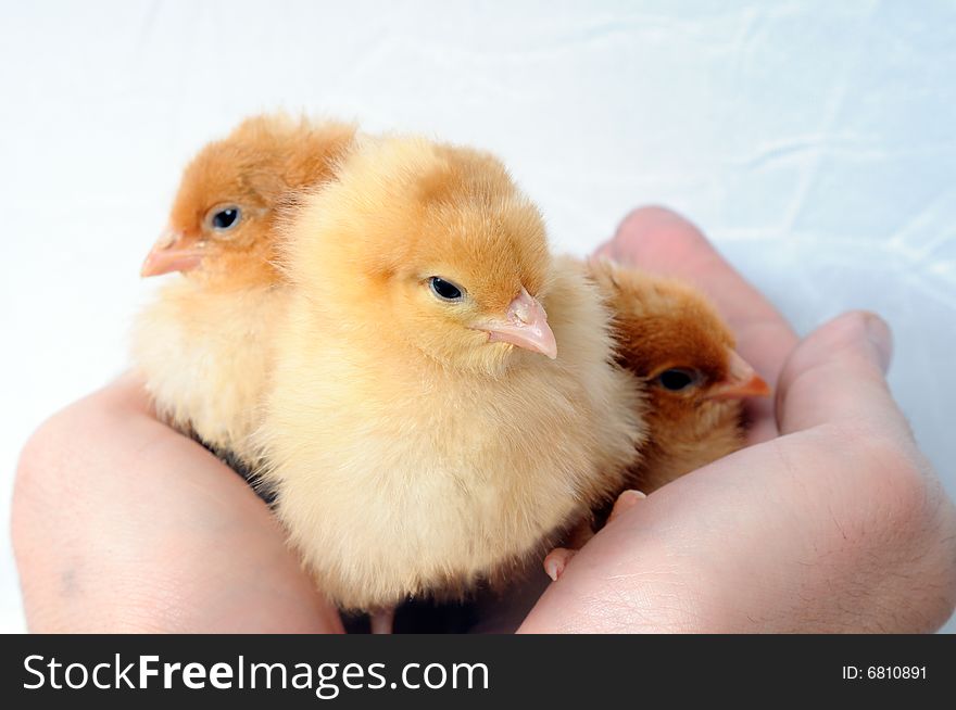 Three tiny fluffy chicken in human hands. Three tiny fluffy chicken in human hands