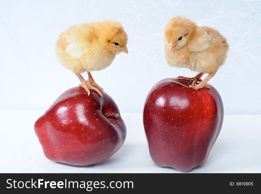 Two tiny chicken on two nice big red apples