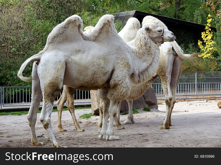 White camels staying outside in the sun
