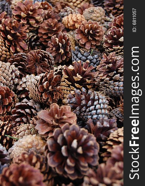Macro of fallen cluster of cones. Macro of fallen cluster of cones
