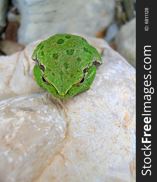 A tiny green frog, frontal perspective. A tiny green frog, frontal perspective.