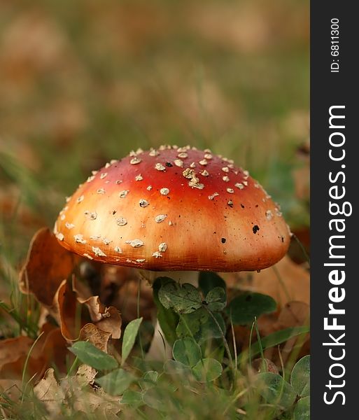 Autumn scene: toadstool or fly agaric mushroom in the grass