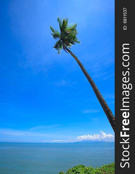 Solo coconut tree with a wide view of blue sky. Solo coconut tree with a wide view of blue sky