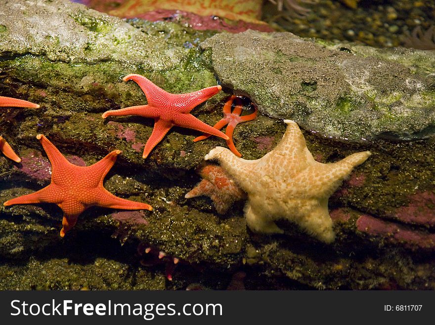 Orange and yellow starfish clinging to rocks. Orange and yellow starfish clinging to rocks