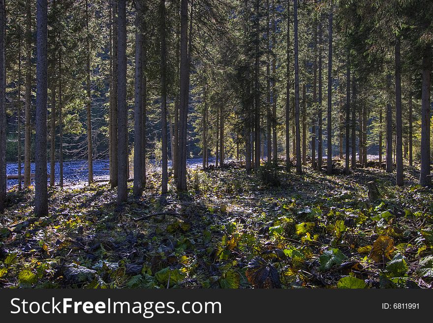Austrian Forest