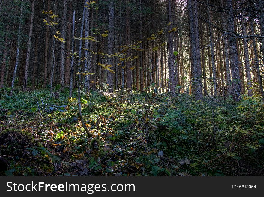 Forest scene in the Tirol region of the Austrian Alps. Forest scene in the Tirol region of the Austrian Alps