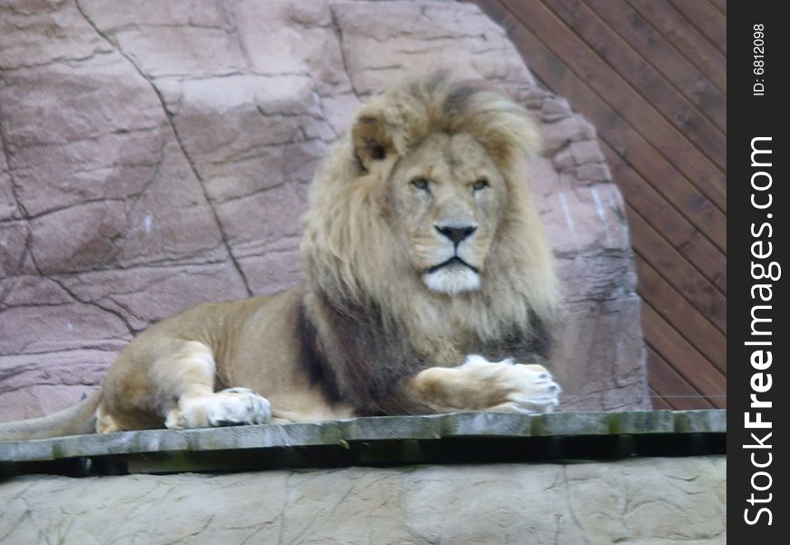 Lion sitting down staring towards the camera