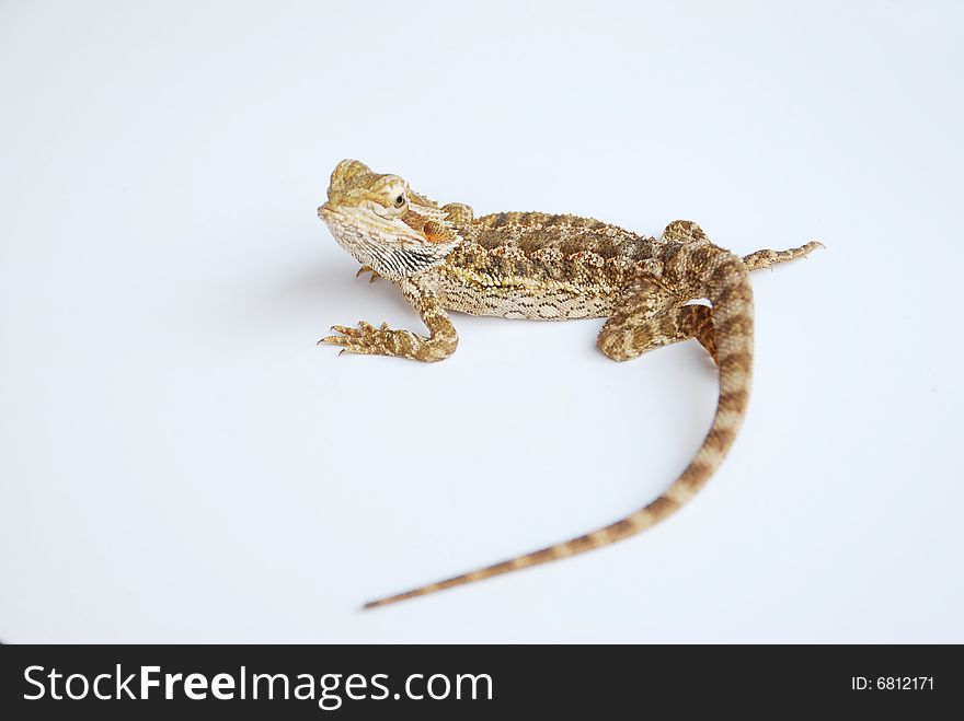 A Nice pose of Bearded Dragon on white background