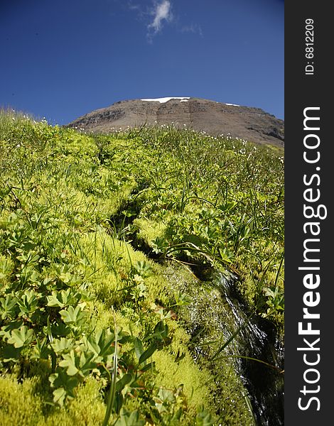 Beautiful mountain spring and wilderness - main focus on the moss and stream