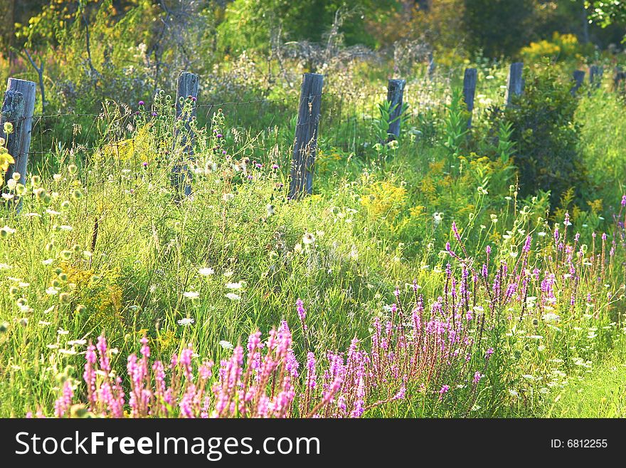 Beautiful old fence and wildflowers. Beautiful old fence and wildflowers