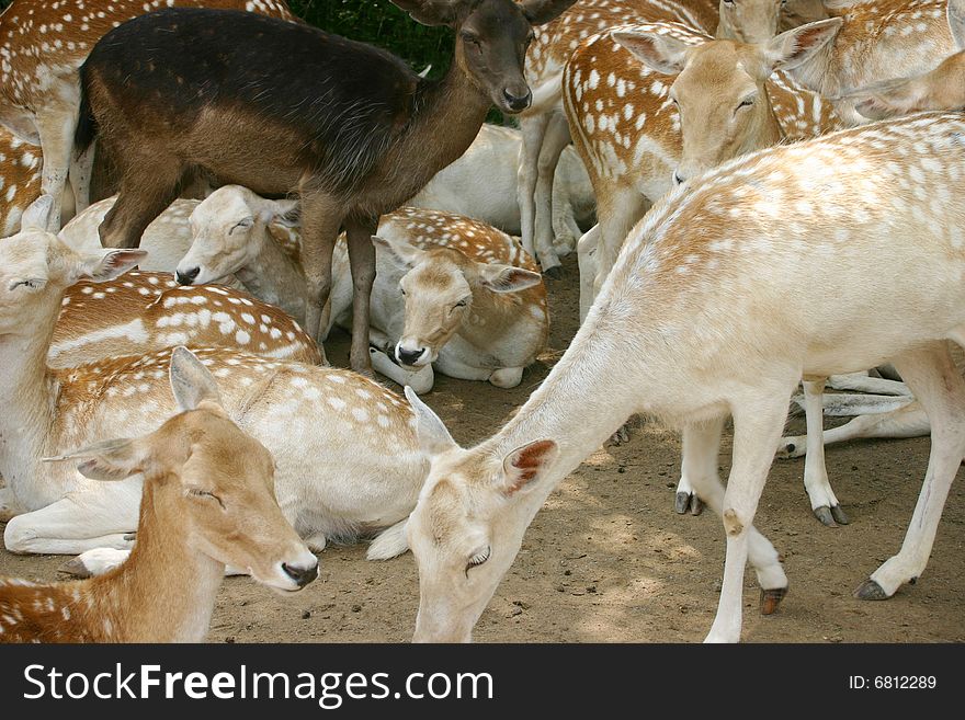 Large group of white tailed deer