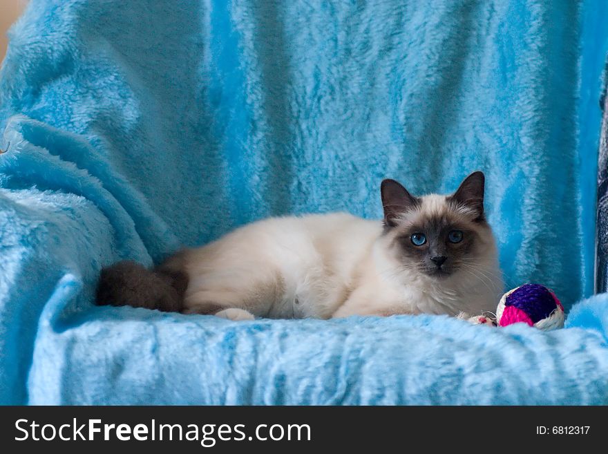 Birman cat with blue eyes and blue background