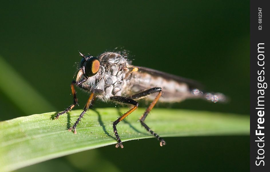 Close-up of a fly isolated on green background