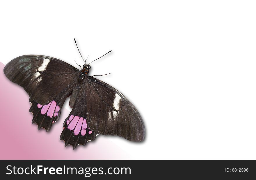 Butterfly With Pink Isolated