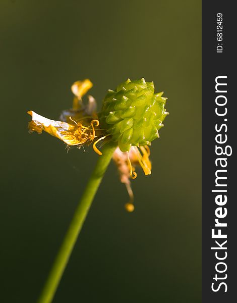 Buttercup against a green background