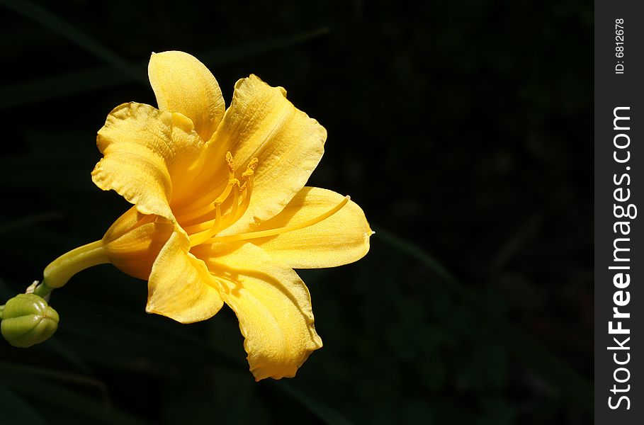 A yellow Day Lily over a dark background with room for copy.