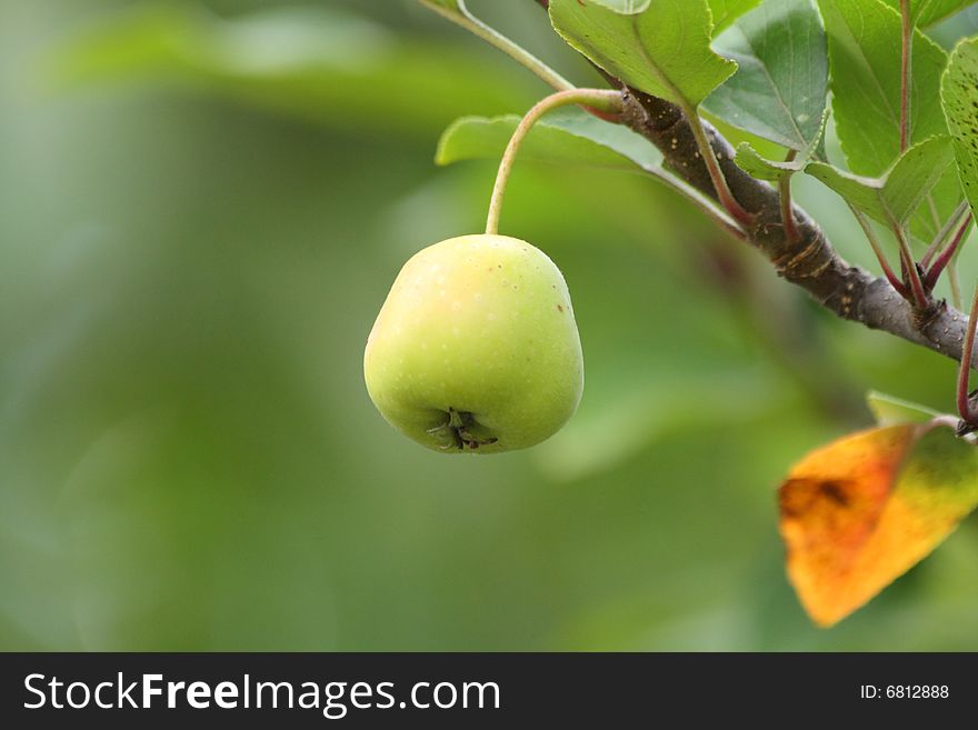 Green apple on the branch