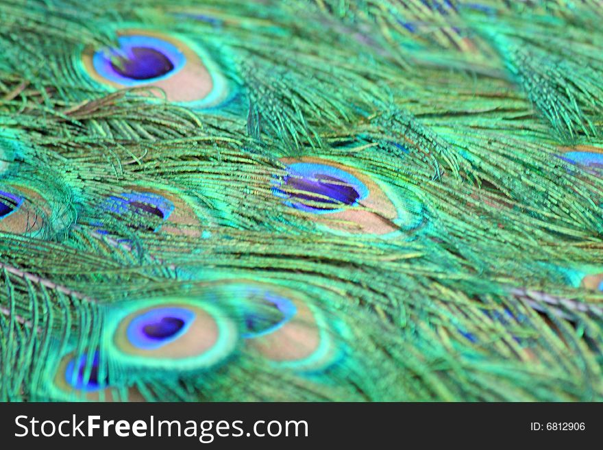 Close up of the feathers in peacock's tail