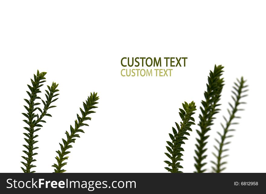 Five fresh green branches against pure white background.
