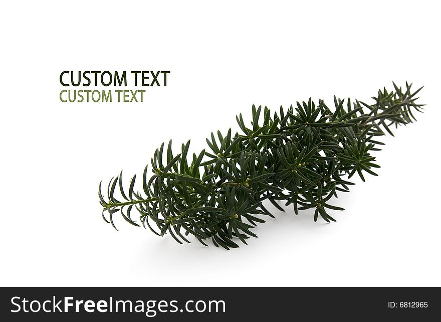 Green Conifer Branch