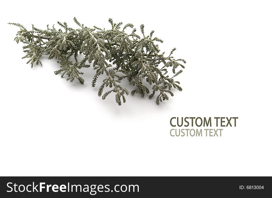 Silver Senecio branch against pure white background.